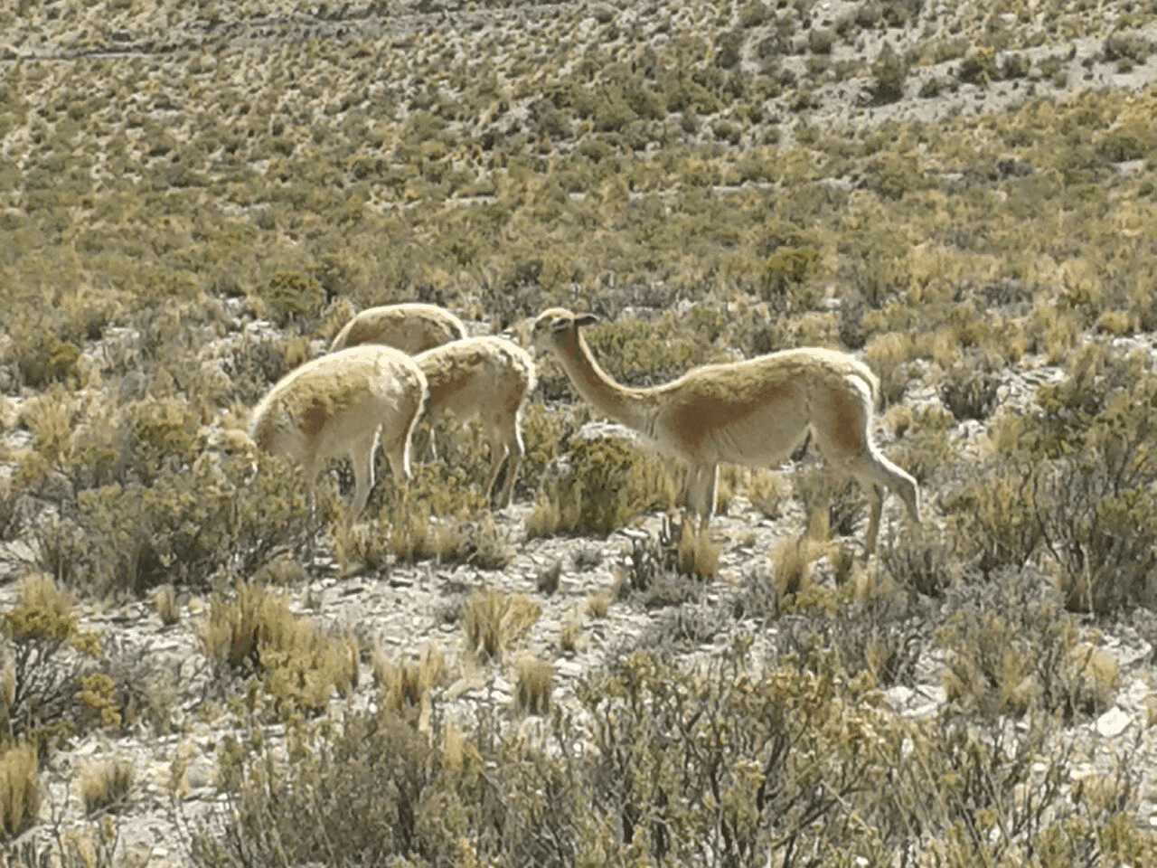 vicunas