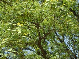 Arboles urbanos
