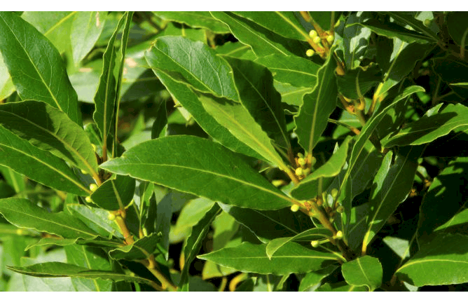 Laurel