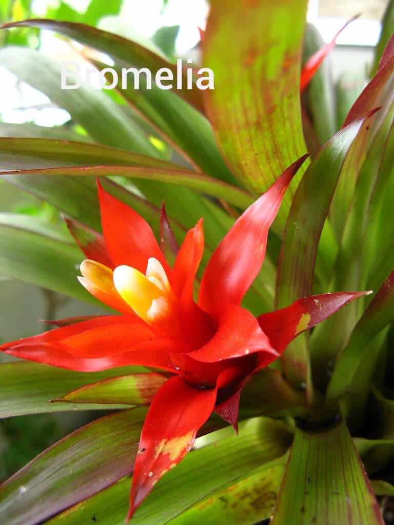 bromelia