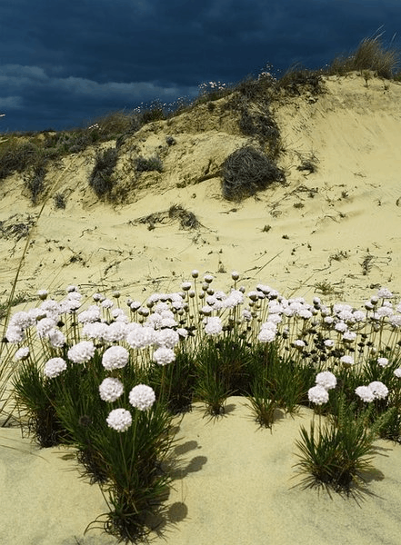 Doñana 1