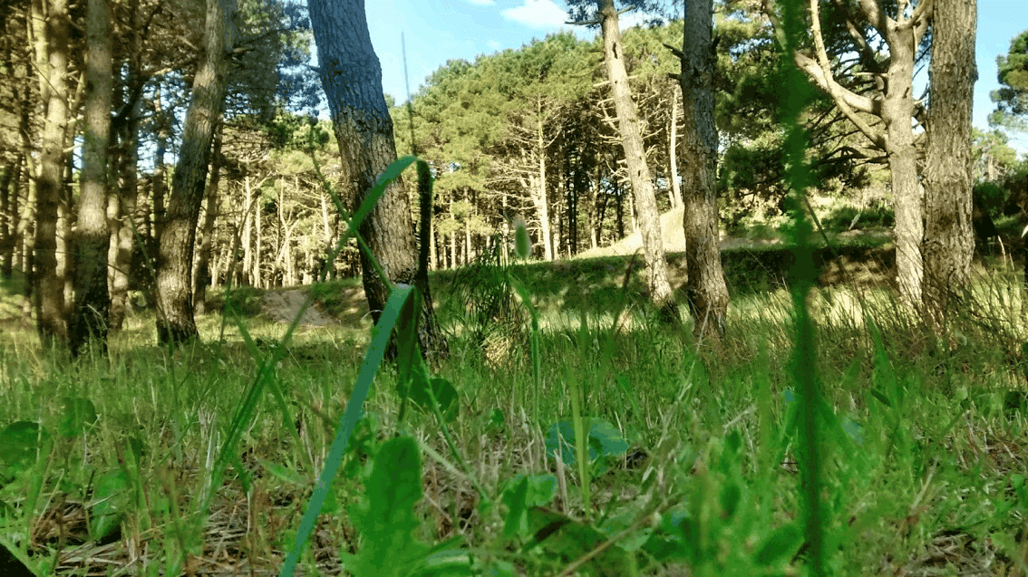 Bosque pinamar 2