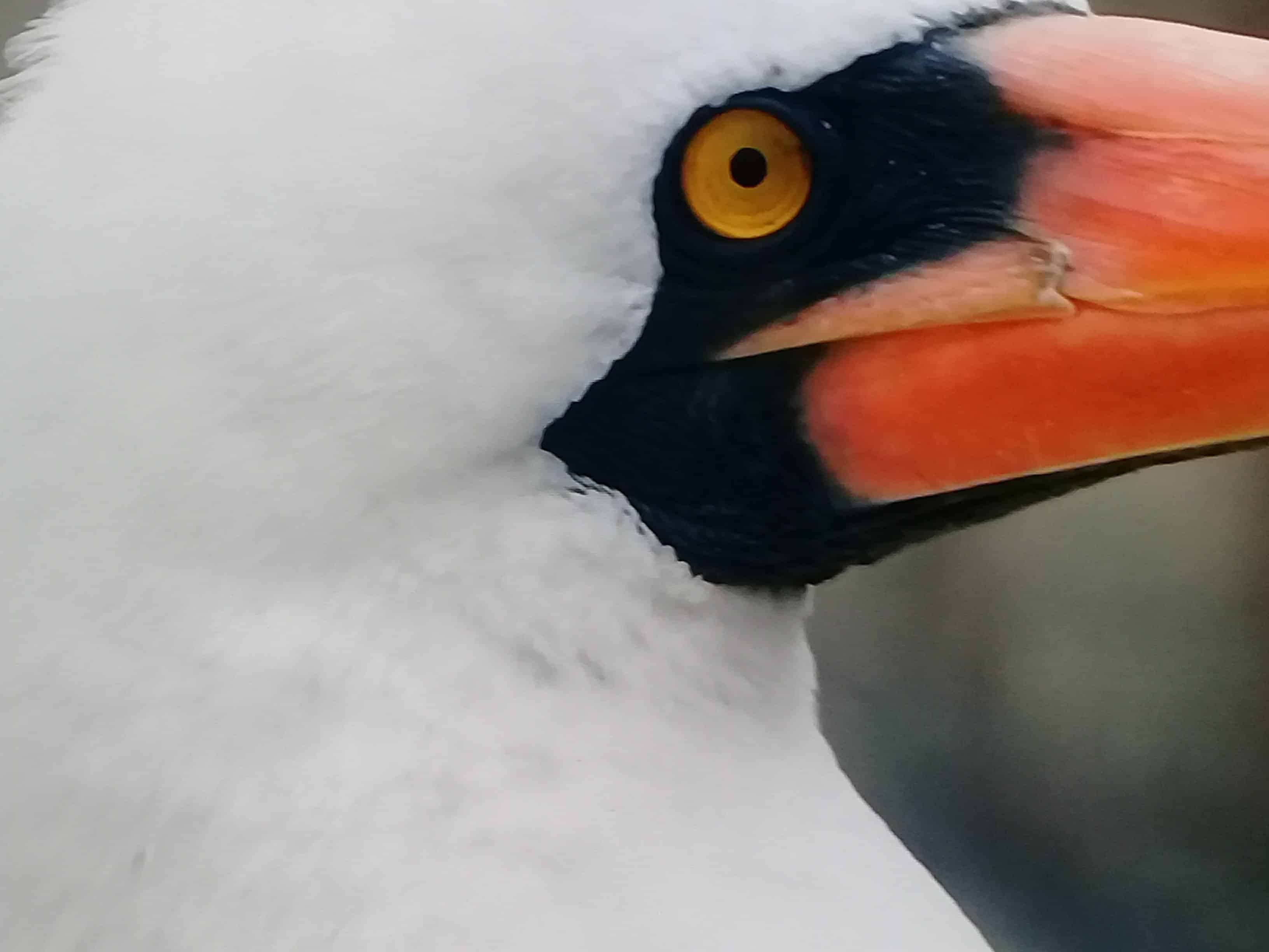 Piquero