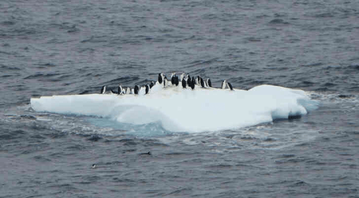 Pinguinos