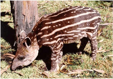 Tapir 1