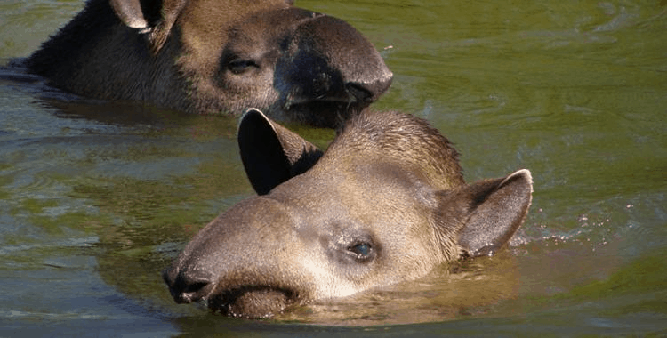 Tapir 2