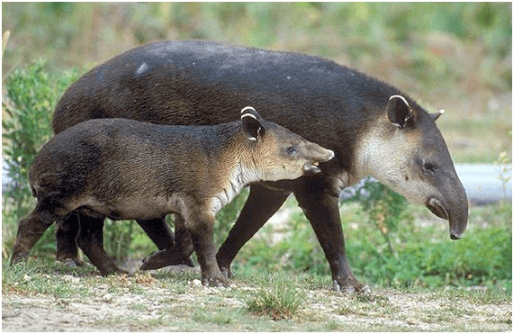Las especies autóctonas: Proyecto TAPIR