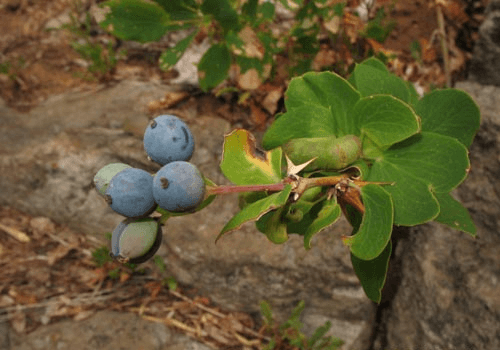 Berberis