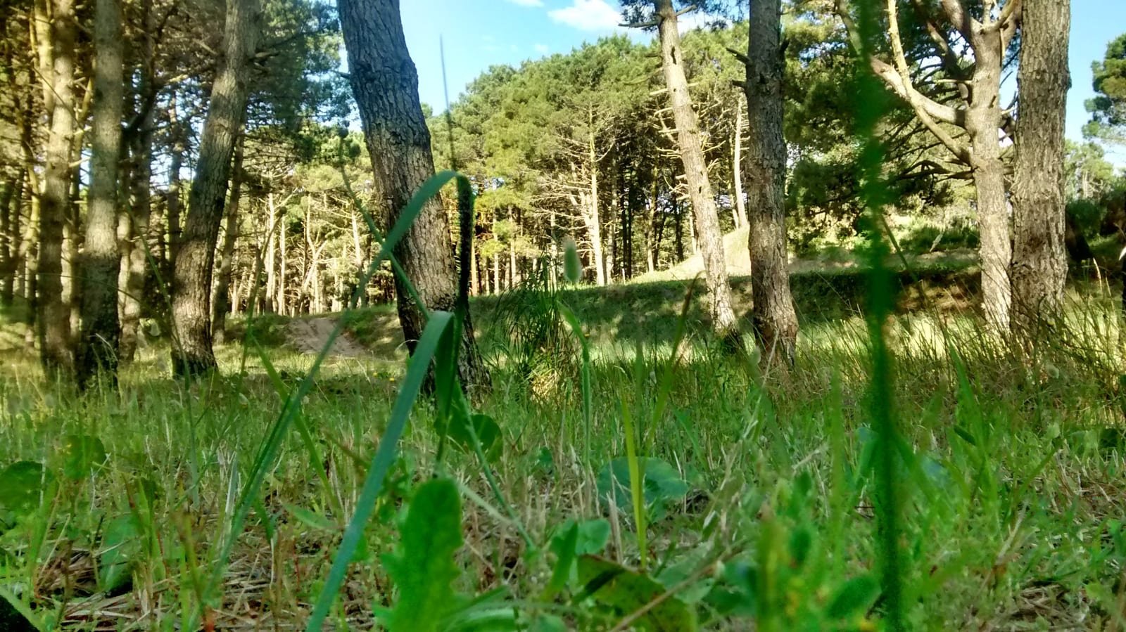PinamarBosque 1
