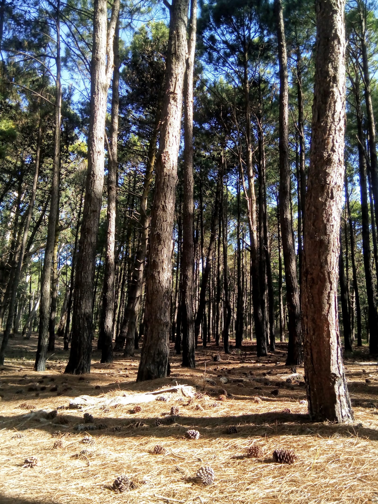 BOSQUE PINAMAR 4