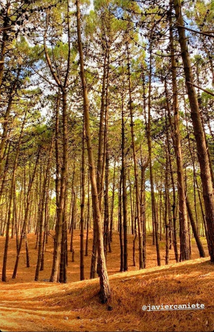 Colores de OTOÑO, ocres en la naturaleza