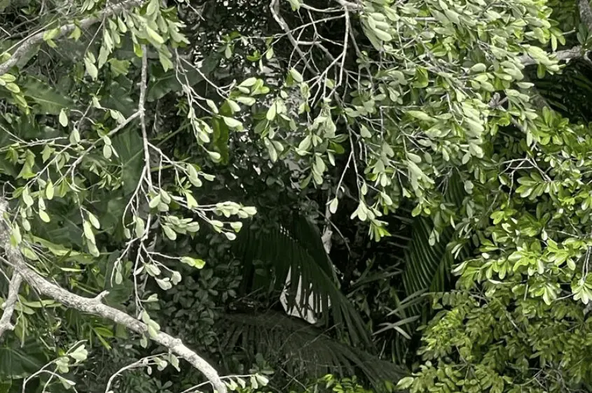 Image 4