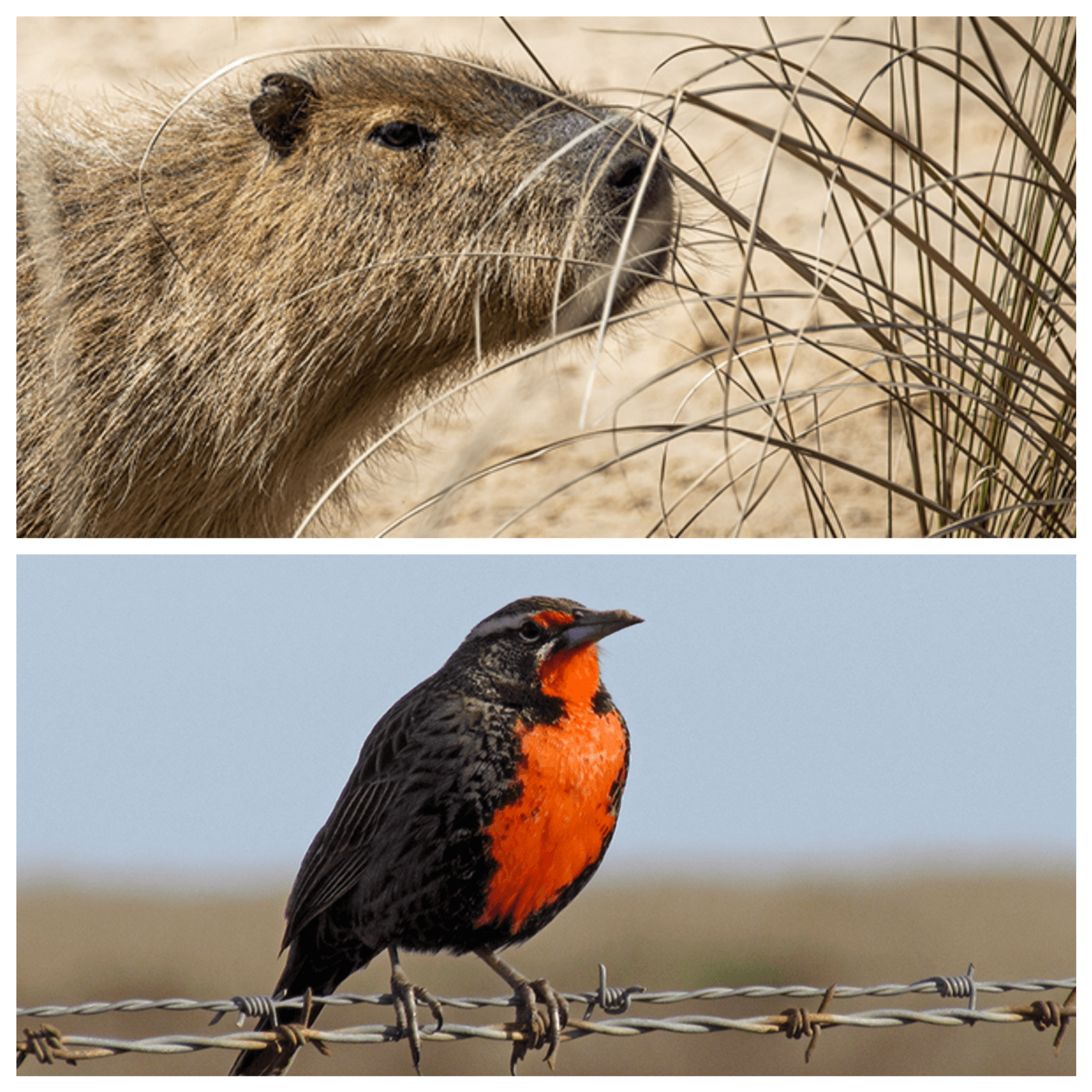 Corren, vuelan o reptan: Fauna pampena al costado del camino